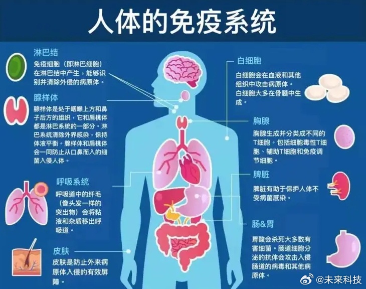 人体最大免疫器官竟是它，揭秘皮肤强大的免疫力与保护机制