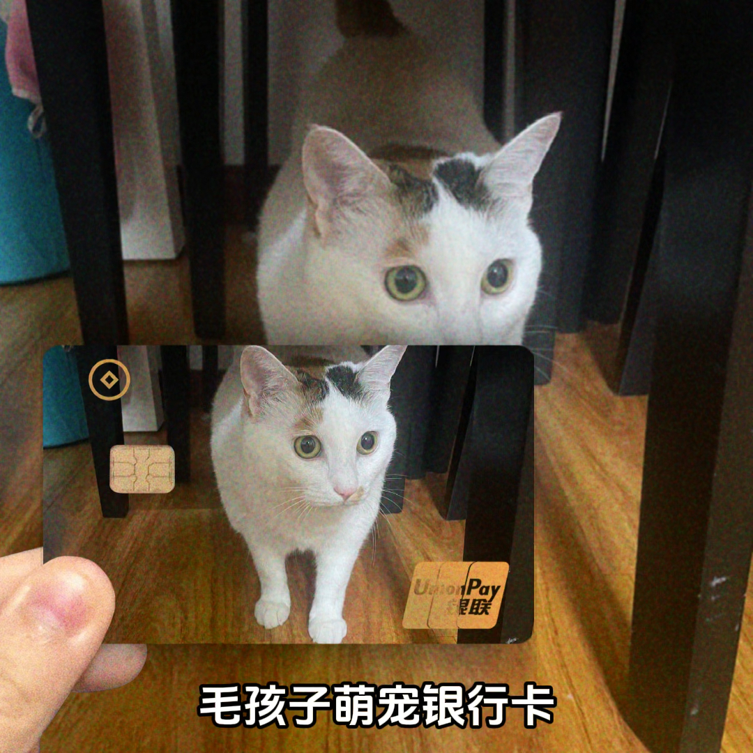 猫咪银行开业啦！萌宠理财新体验