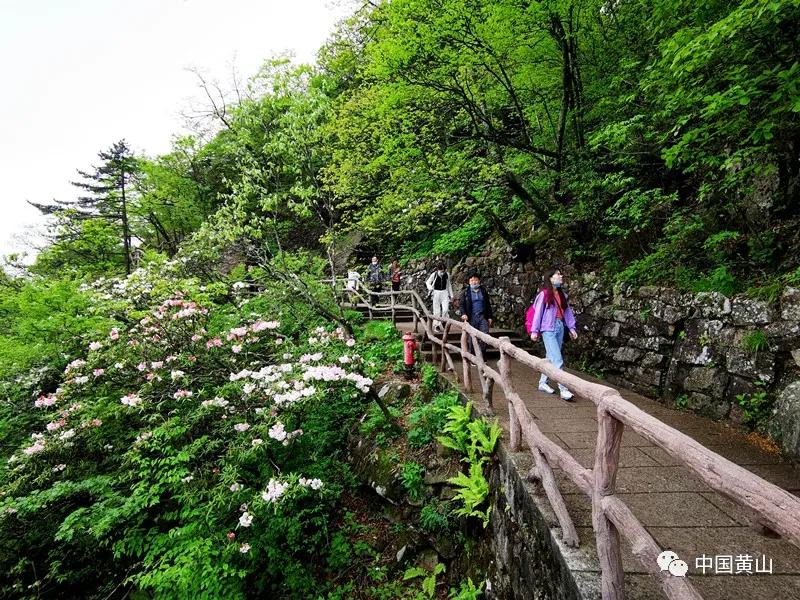 安徽黄山部分游步道突发临时关闭，究竟发生了什么？