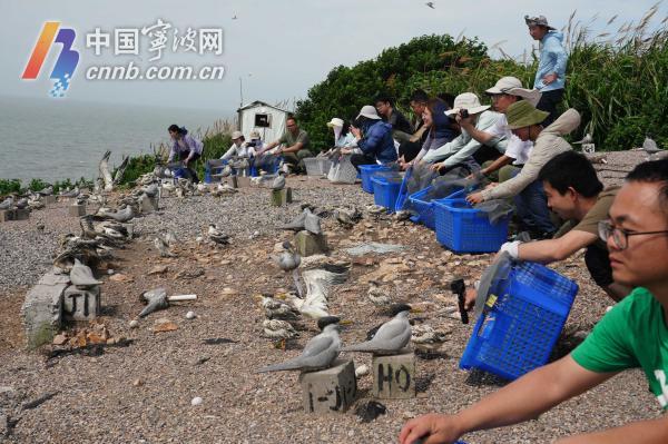 浙江海岛急聘守鸟人，神秘职业揭秘，四个月的孤岛生活挑战！探寻背后的故事与法规保障。