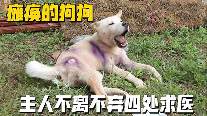 放恶犬围捕雪豹致其瘫痪？不实