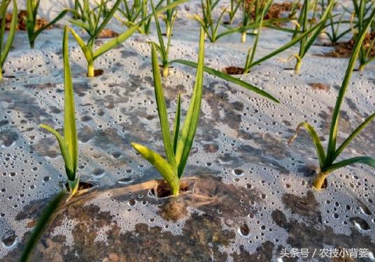 种地26年，因颗蒜一举成名——揭秘大蒜背后的农业奇迹与故事！🌟🌾✨ 隐藏真相大解密❗️